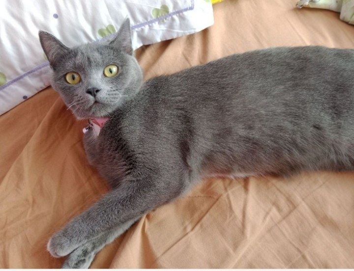 British mushuk, qiz bola