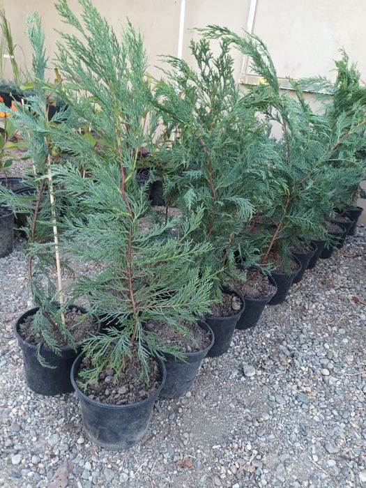 Chiparos leylandii 60 cm la ghiveci/ gard viu vesnic verde/