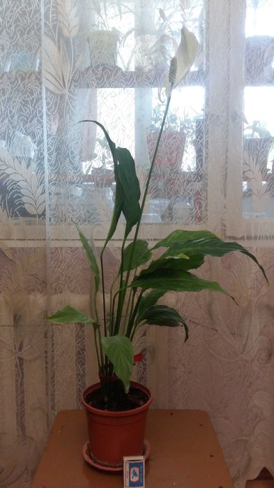 Спатифиллум  (Женское счастье)