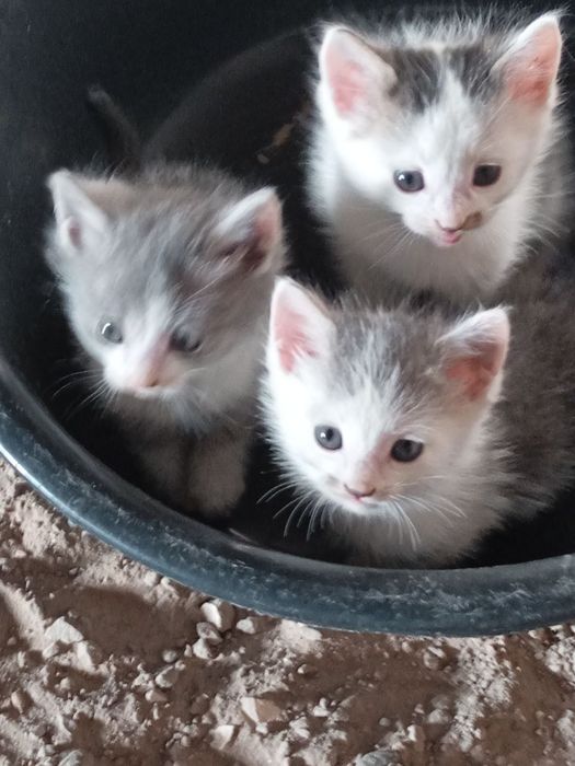 Домашние котята бесплатно