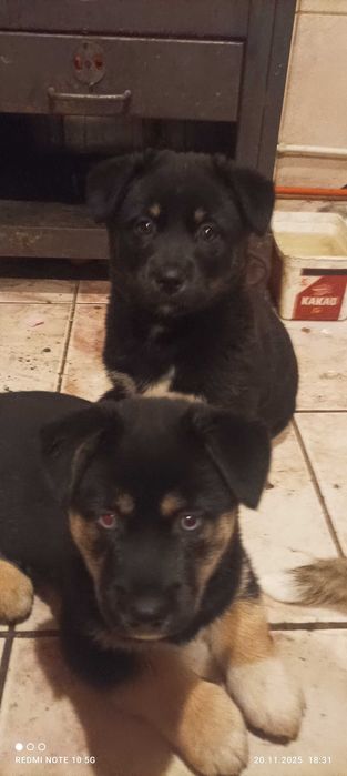 Donez catei dragalasi