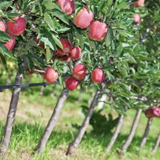 Pomi Fructiferi Pitici DWARF (MÀR )