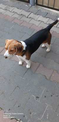 Vand pui rasa Beagle