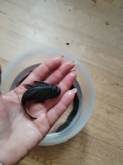 Продажа аквариумных рыб