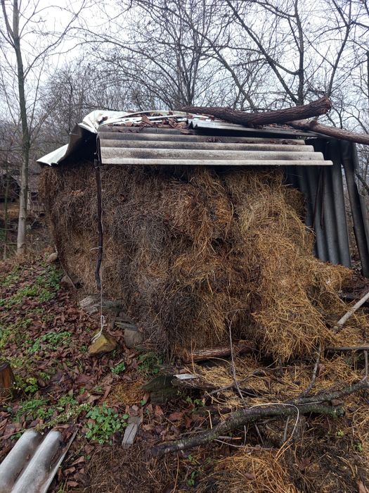 vând baloți lucernă