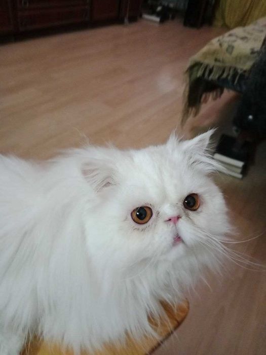 Персидский БЕЛЫЙ кот на вязку