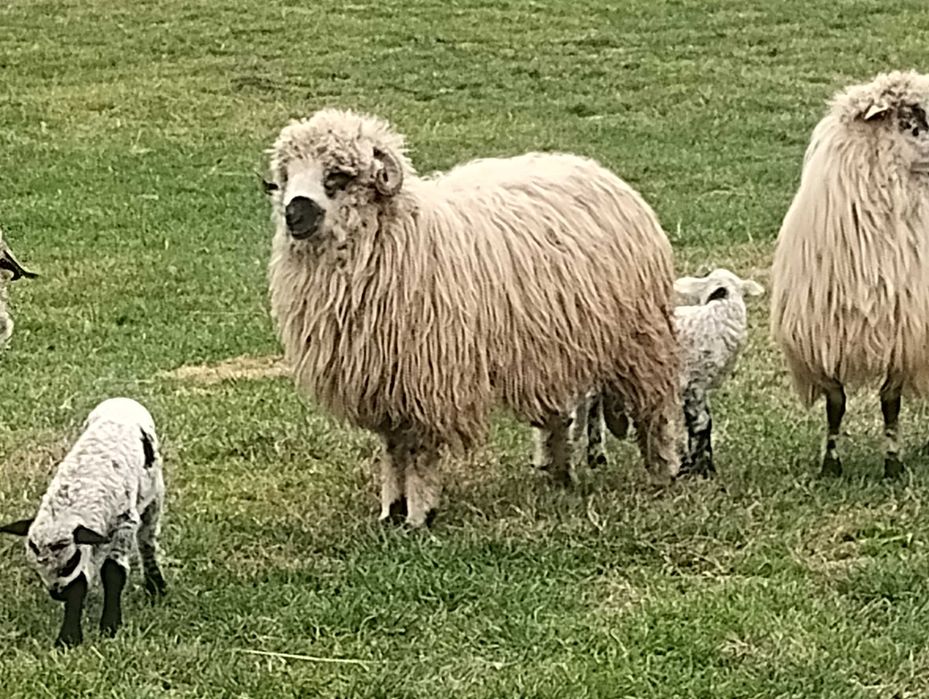 Berbecuț din primăvară