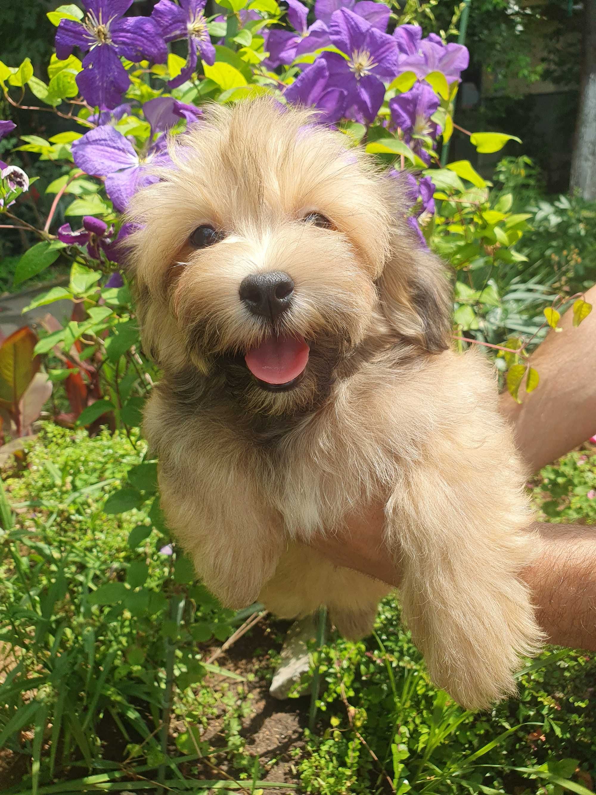 Bichon havanese cu pedigree canisa autorizata FCI si ACHR