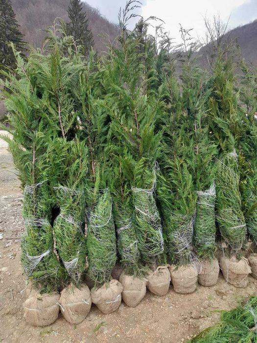 Palmieri bonsai lelandy măslin laur englezesc diferite dimensiuni