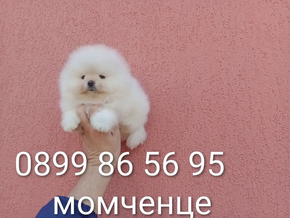 Мъжки Померани. Реални снимки!