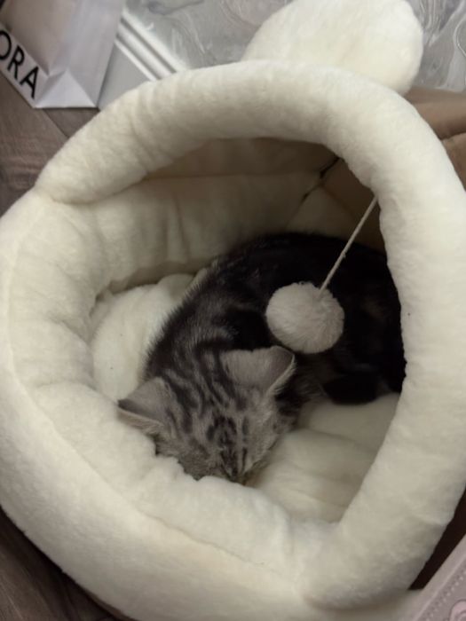 Кошка шотландская