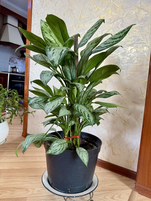 Аглаонема, очень пышная