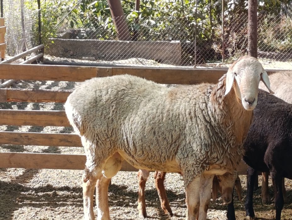 Arashan hissori qozi qoʼchqorla sotiladi