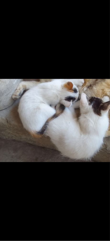 Котята мальчик и девочка