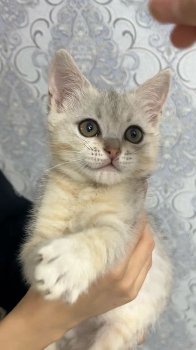 Милый котёнок Груша ищет заботливый дом