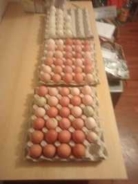 Oua de găină și rata