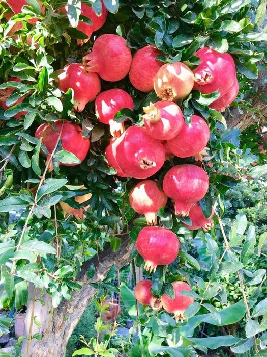 Rodiu Parfianka anul 2 la ghiveci