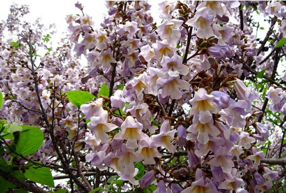 Paulownia Tomentosa (Arborele Printesei )