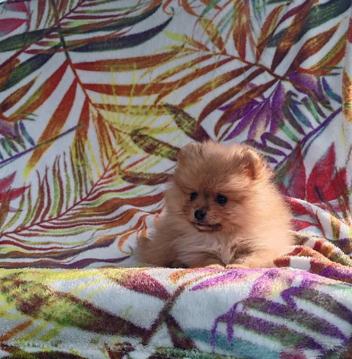 Померан померани