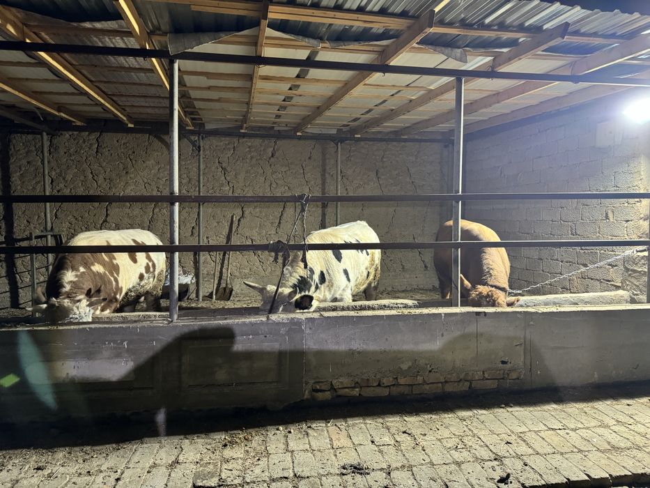 Limuzin boqla 500kg oshu mola