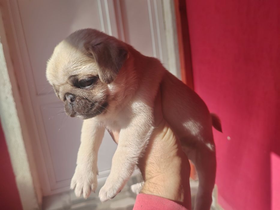 Pui mops, pug, rasa pura. Mascul vârsta 8 săptămâni
