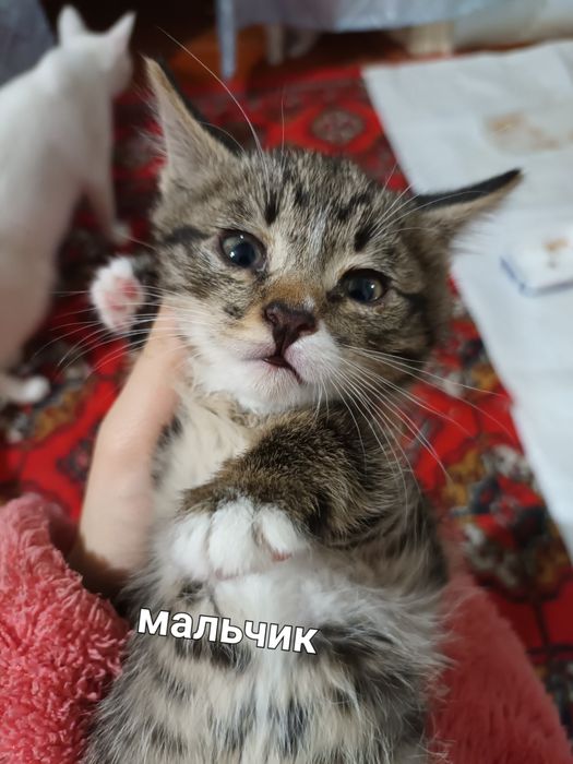 Милые котята в добрые руки