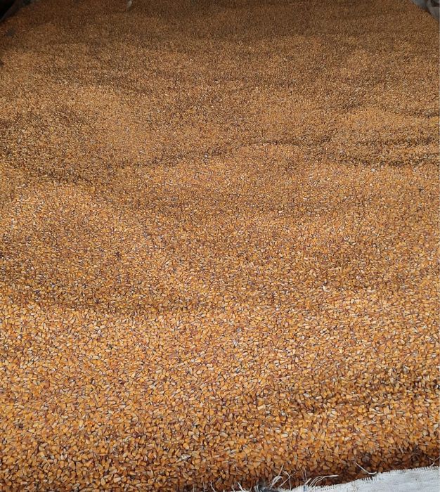 Vând porumb, recolta 2025