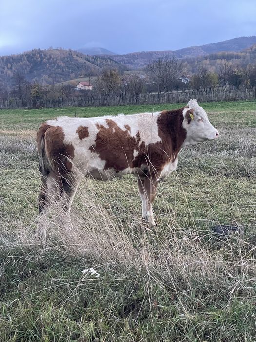 Vand junincă bălțată româneasca