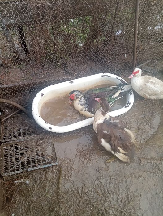 Продам индоуток на развод