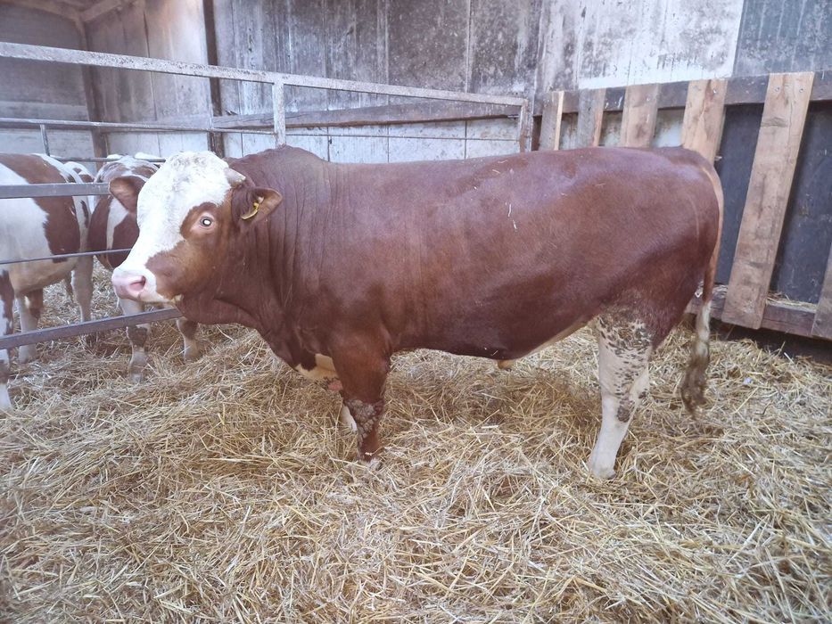 Taur cu certificat origine, fãrã certificat de origine