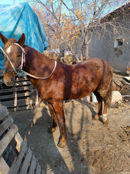 4 yosh aygʻir sotiladi