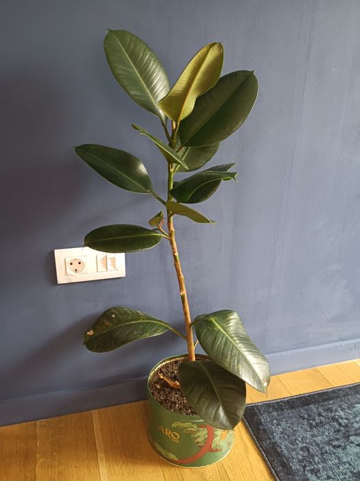 Фикус стайно растение