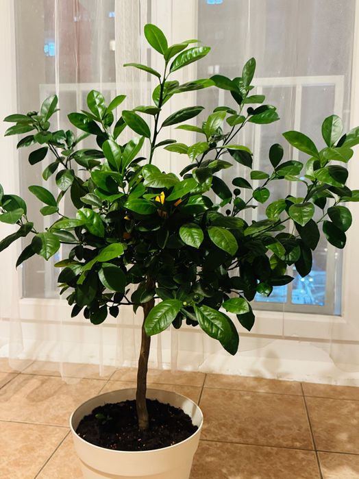 Mandarin înalt (copacel) cu multe fructe