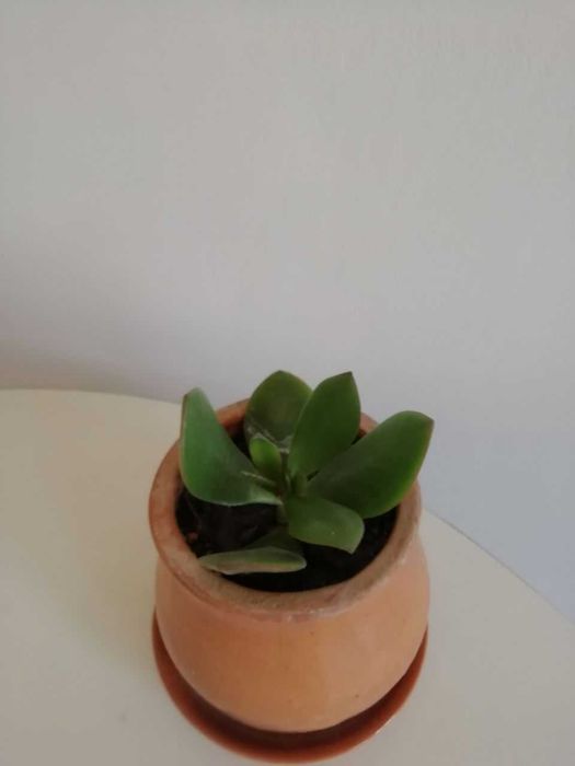 Каланхое цветущий распродажа, дешево, толстянка =денежное дерево