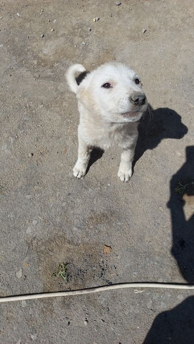 Щенка отдам в хорошие руки