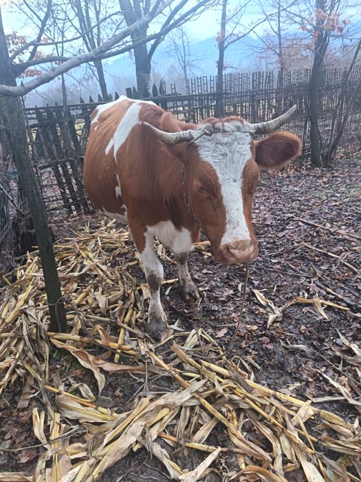 Vând vaca bălțată românească