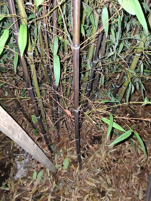 Черен Бамбук растения над 2 м.