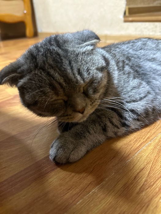 Скотиш форлд мушук