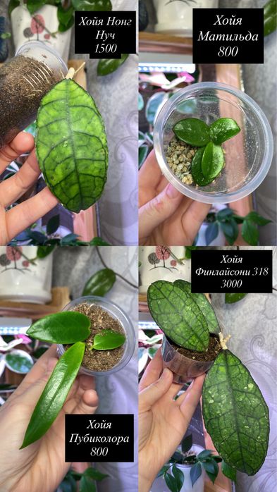 Продам черенки хой