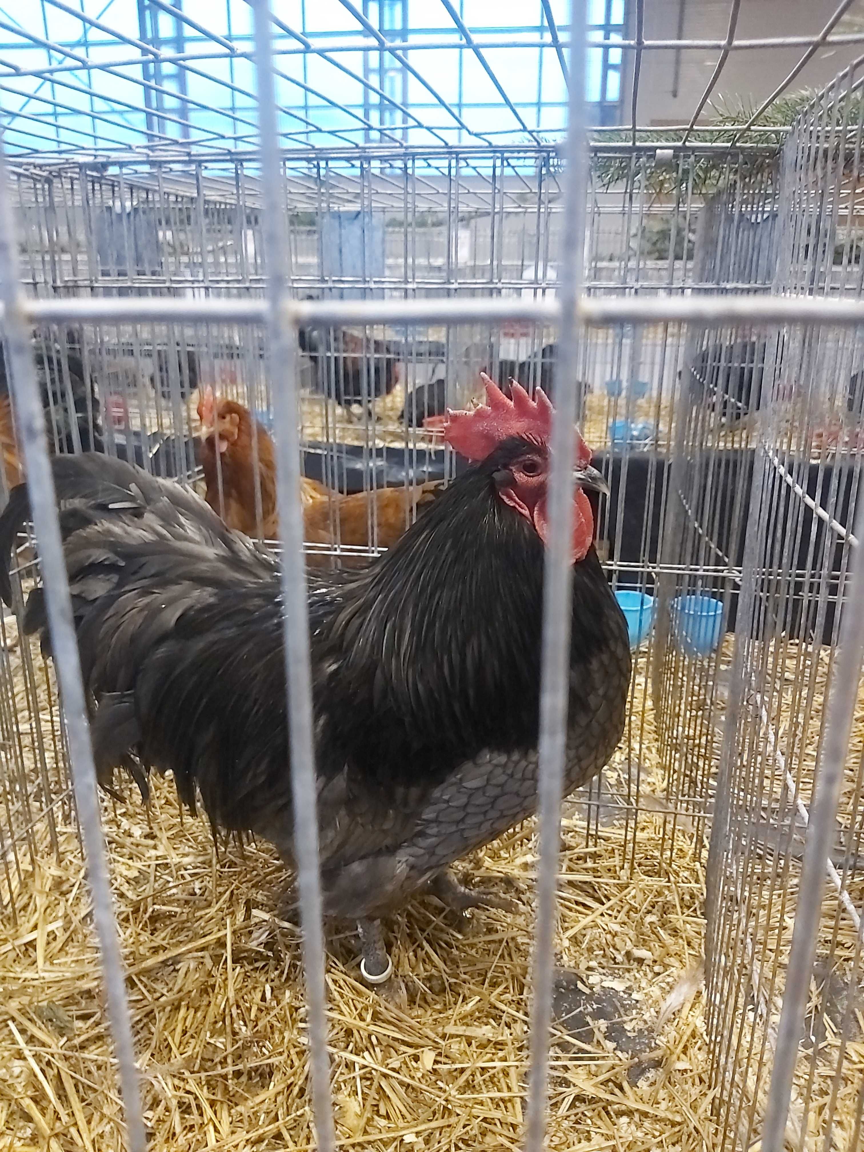 Cocosi Australorp,Araucana,Brahma,Lakenvelder,La Fleche,Mătase