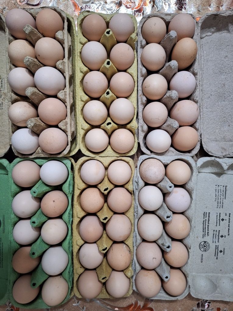 Oua de gaina proaspete pt consum sau incubat rasa australorp