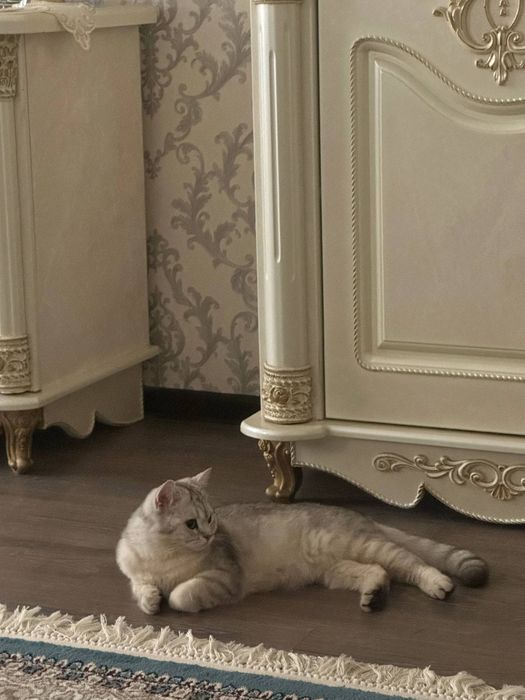 Британский серебристый шиншилла