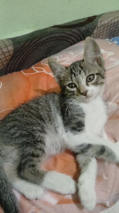 Adopție gratis doi motani