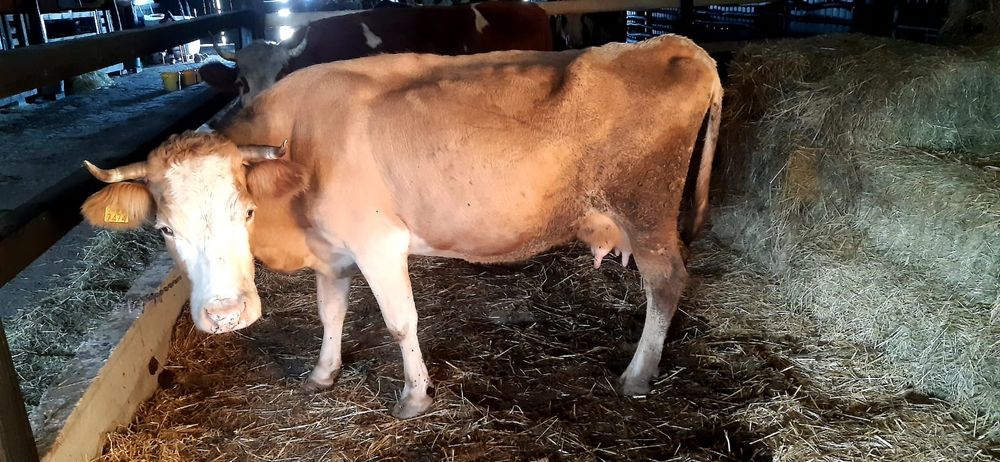 Vând vaca de 5 ani gestanta