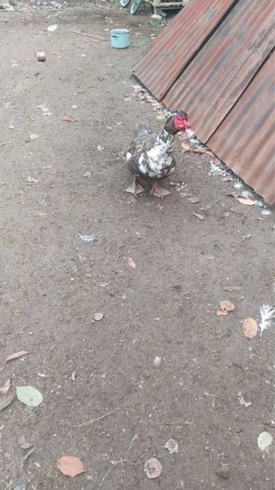 Индоутки 3шт за 15к