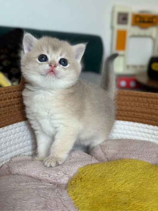British shorthair Mascul