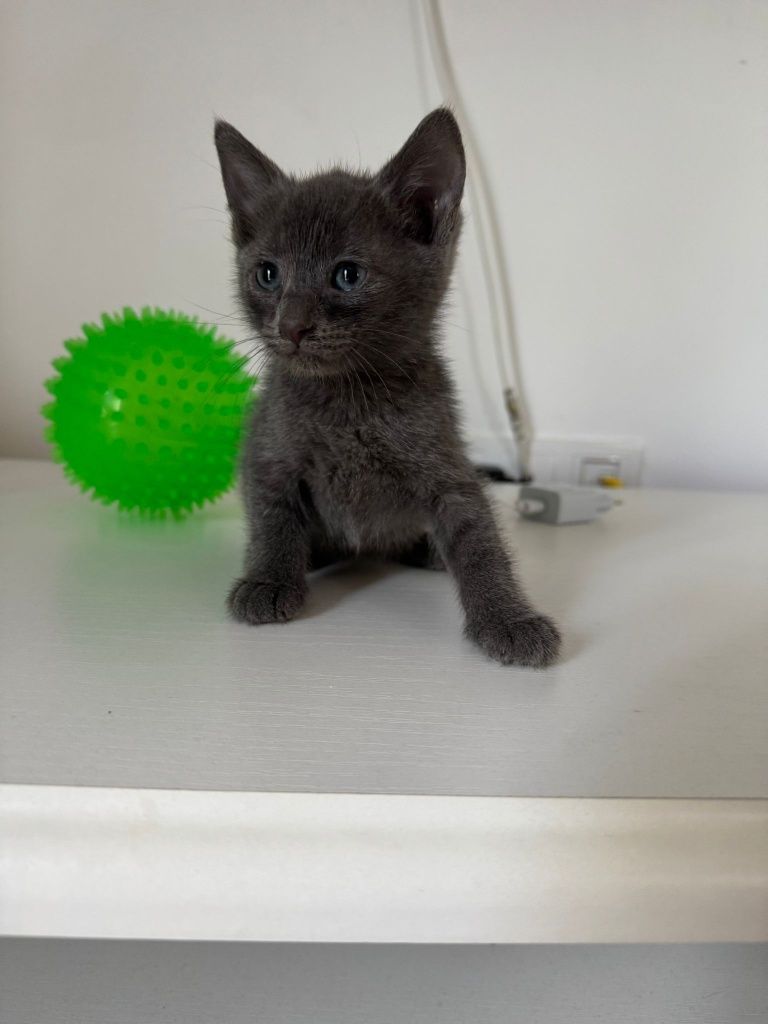 Pui de pisica pentru adopție