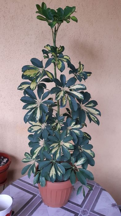 Flori diverse, ghiveci