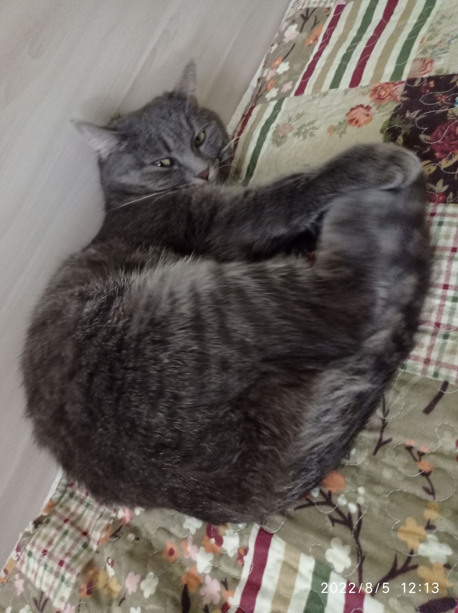Кошечка домашняя