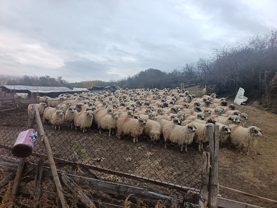 Oi turcane foarte bine grijite